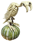 Two-Headed Vulture Skeleton 