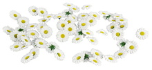 Scatter Daisies - White 