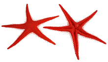 Plastic Starfish - Red 25cm Pk.2 
