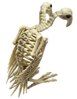 Two-Headed Vulture Skeleton 