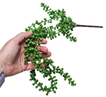 Senecio Succulent 