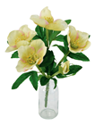 Hellebore - Picotee 