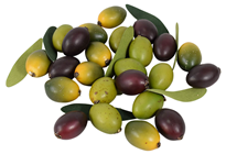 Olive Selection 