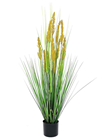 Parrot Grass - 120cm 