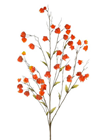 Chinese Lantern Spray - PACK of 12 