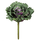 Green and Purple Cabbage 