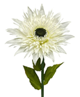 Giant Cream Double Gerbera Flower 