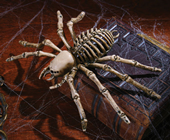 Skeleton Spider 