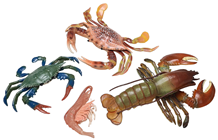Crab, Lobster and Prawn Set 