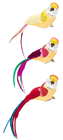 Exotic Birds with Clip, Set of 3