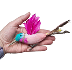 Selection of Butterflies & Birds 