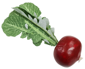 Beetroot - Slight Second 