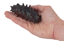 Fake Sea Cucumber 