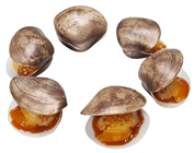 Replica Clam in Shell with Sauce, Pk 