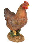 Standing Summer Hen 