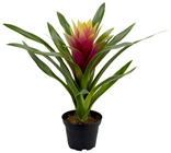 Pink Guzmania Plant in Pot 