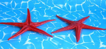 Plastic Starfish - Red 25cm Pk.2 