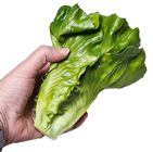 Romaine Lettuce 