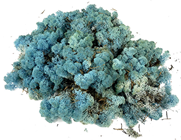 Reindeer Moss - Aquamarine 