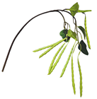 Green Bean Branch 