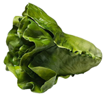 Romaine Lettuce 