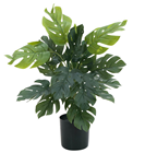 Split Philodendron Plant in Pot 