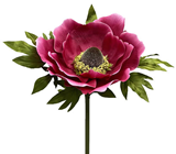 Giant Cerise Pink Anemone Flower