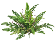 Forest Fern