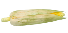 Fake Corn-on-the-Cob in Husk 