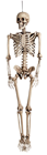 Skeleton with Moveable Joints 