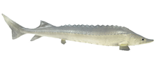Rubber Sturgeon Fish 