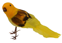 Yellow Bird 