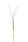 Tall Grass Frond 