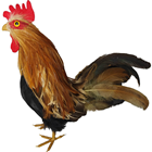 Medium Hen 