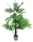 Areca Palm - Slight Second 