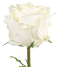 Giant Cream Rose 