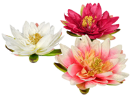 Waterlily - Set of 3 