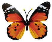 Orange Butterfly - 50 x 35cm 