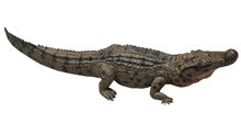 Green Baby Crocodile 