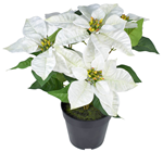 White Poinsettia in Pot