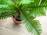 Cycas Palm Tree 