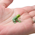 Green Tree Frog 