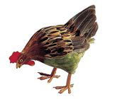 Pecking Hen - 36cm 