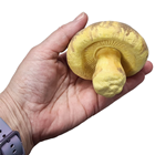 Large Mushrooms - Pk.4 