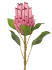 Pink Protea Flower on Stem - 71cm 