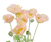 Salmon Potted Poppy Plant - 45cm 