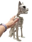 Sitting Skeleton Cat 