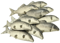 Large Rubber Carp Fish 