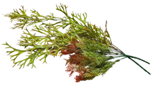 Green-Brown Seaweed Hanger 