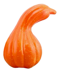 Orange Bottle Pumpkin Gourd 